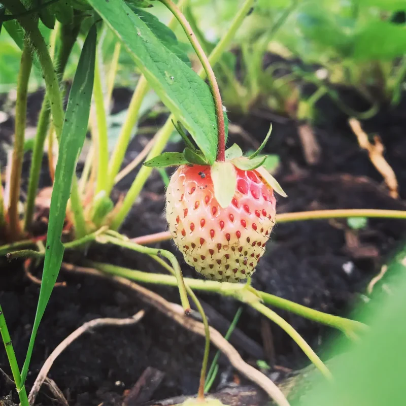 Aardbei onrijp boomgaard
