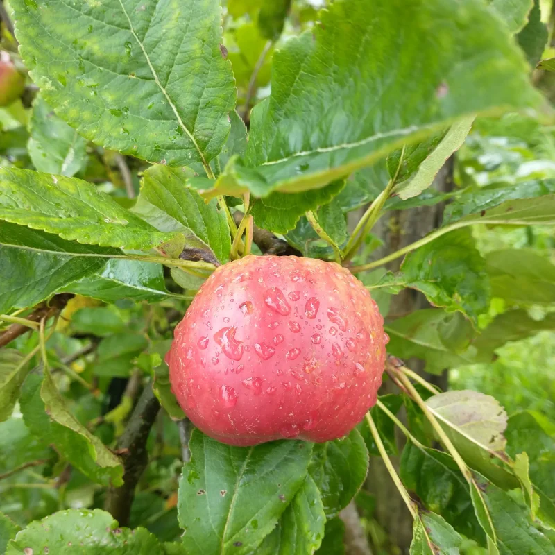 Appel regen boomgaard(1)