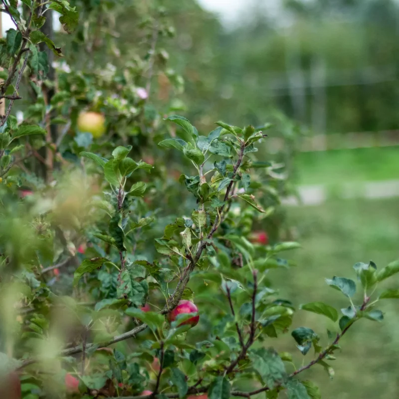 Appels boomgaard(2)