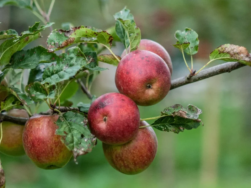 Appels boomgaard(3)