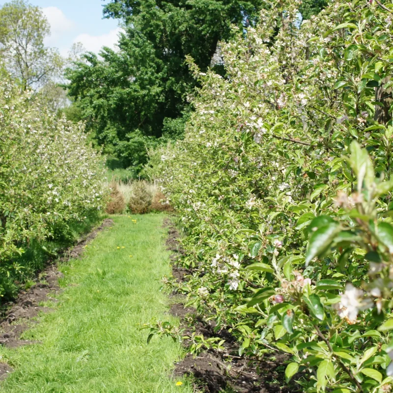 Bloesem boomgaard(9)