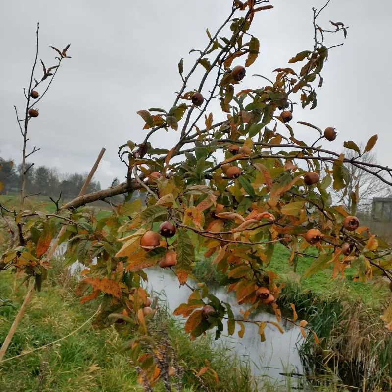 Mispel boom boomgaard