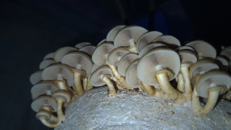 paddenstoelen fruittuin van west