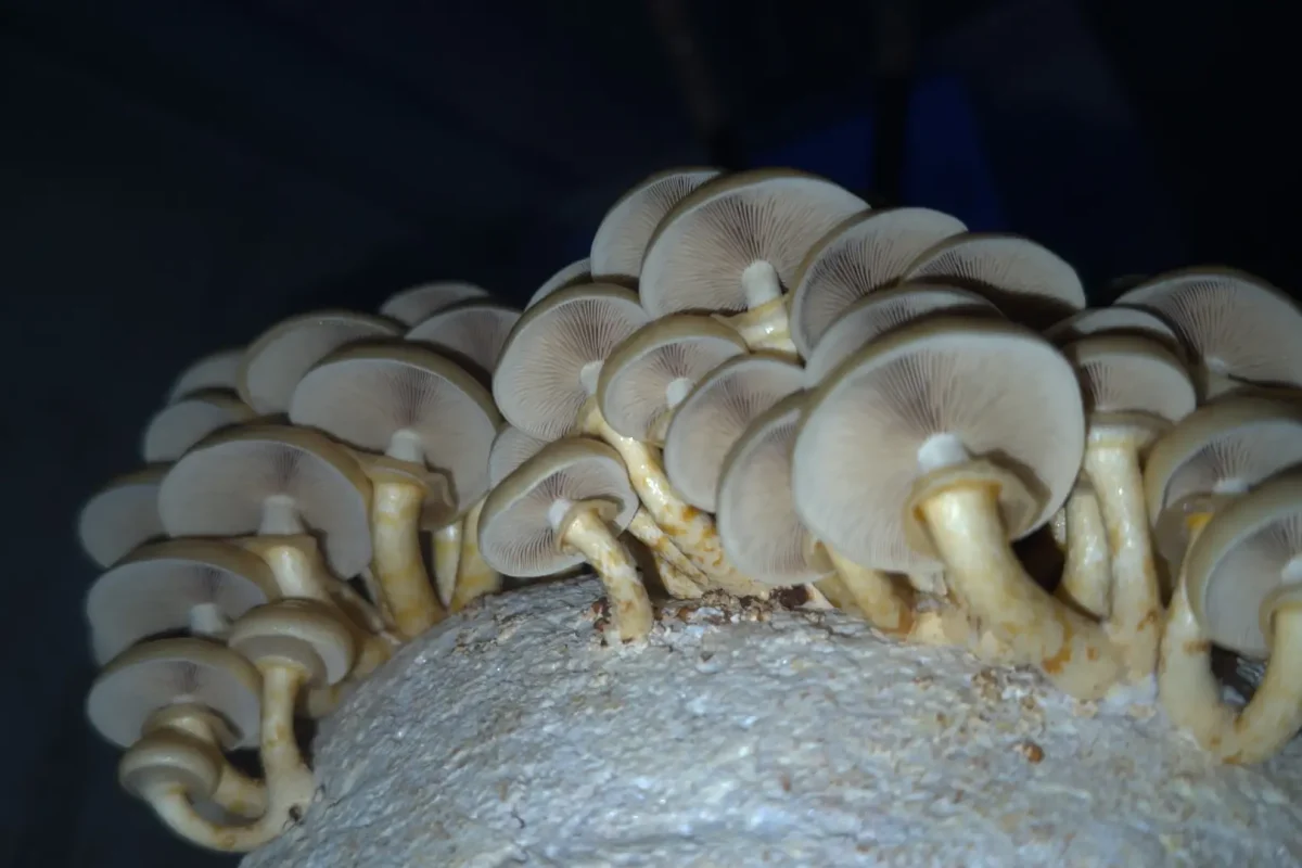 paddenstoelen fruittuin van west